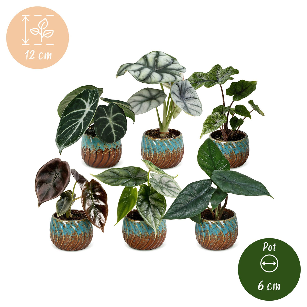 6x Baby Alocasia Family - Red - Green - Black - Silver - Grey - Tropical - incl. Copper Reef - Ø6cm - ↕12cm