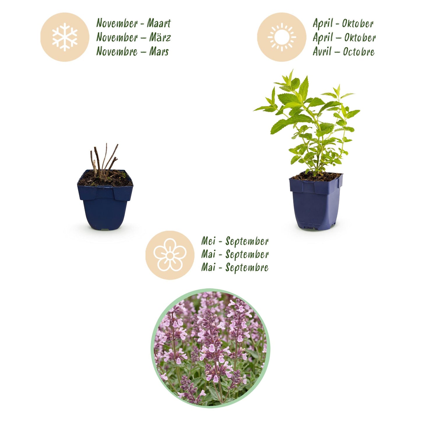 Green boutiQ - Plante vivace - Nepeta sib. Wild Orchid - Herbe à chat - Attire les abeilles et les papillons - Rose - 6 Plantes - Pot 11cm - Hauteur 15-25cm