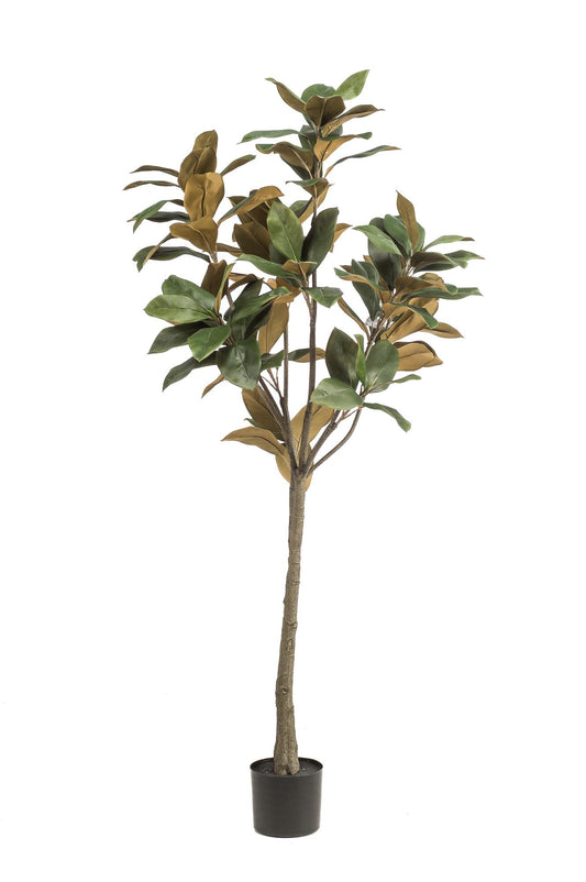 Pianta artificiale - Magnolia Grandiflora - 150 cm