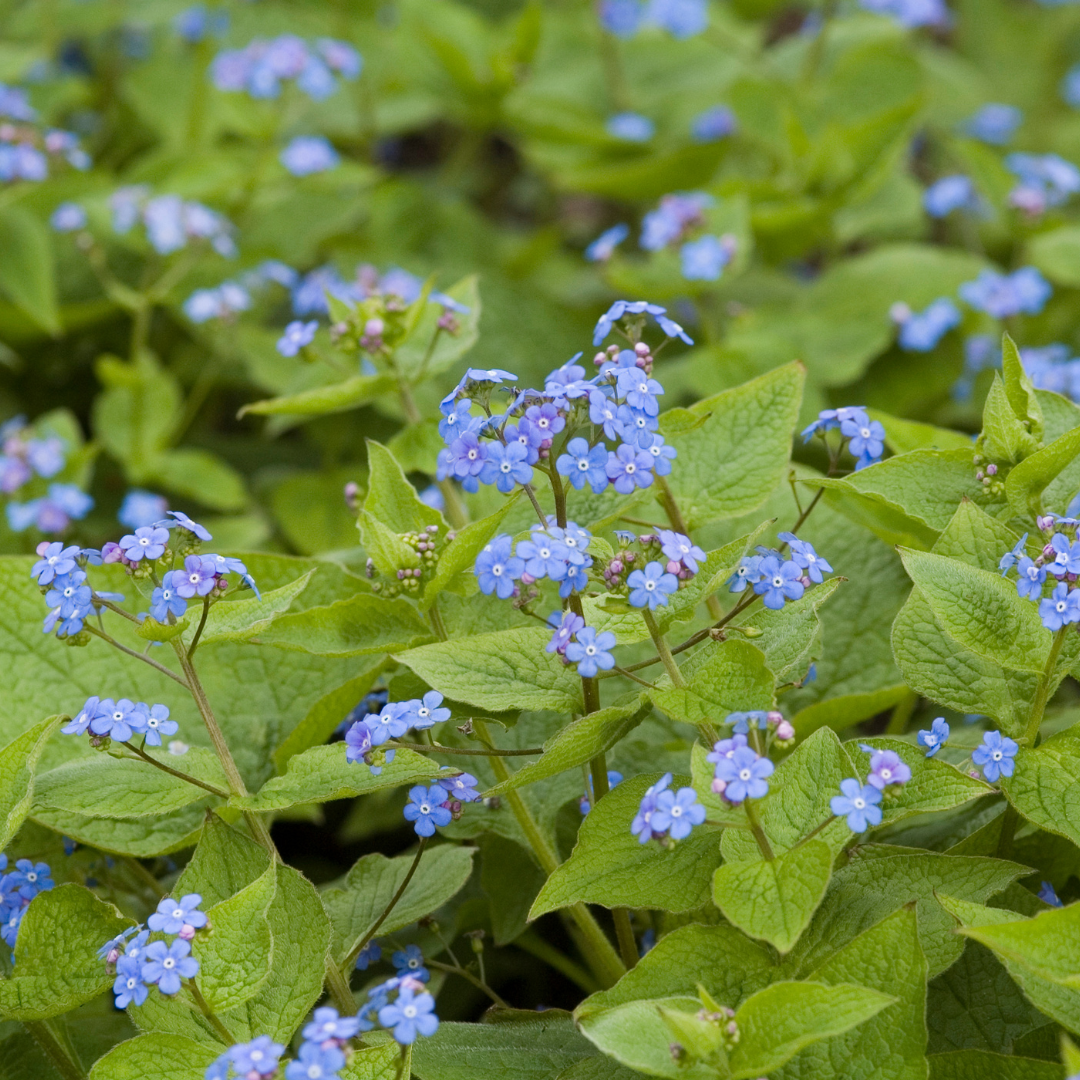 48x Brunnera macrophylla - ↕10-25cm - Ø9cm