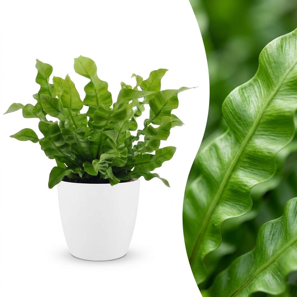 Asplenium Crispy Wave - Asplenium Crispy Wave - 1 Pianta - con Vaso Bianco - Vaso 12cm - Altezza - 30cm