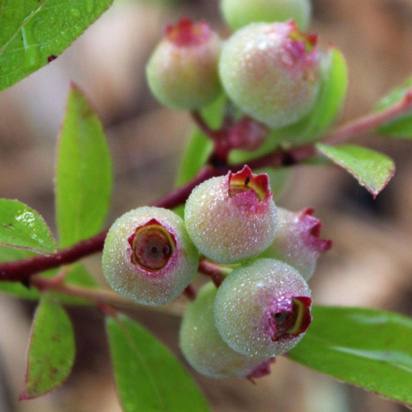 Fruit Plant - Vaccinium cor. Pink Lemonade - Pink Blueberry - Winter Hardy - Pink Berry - 2 Plants - Pot 15cm - Height 50cm