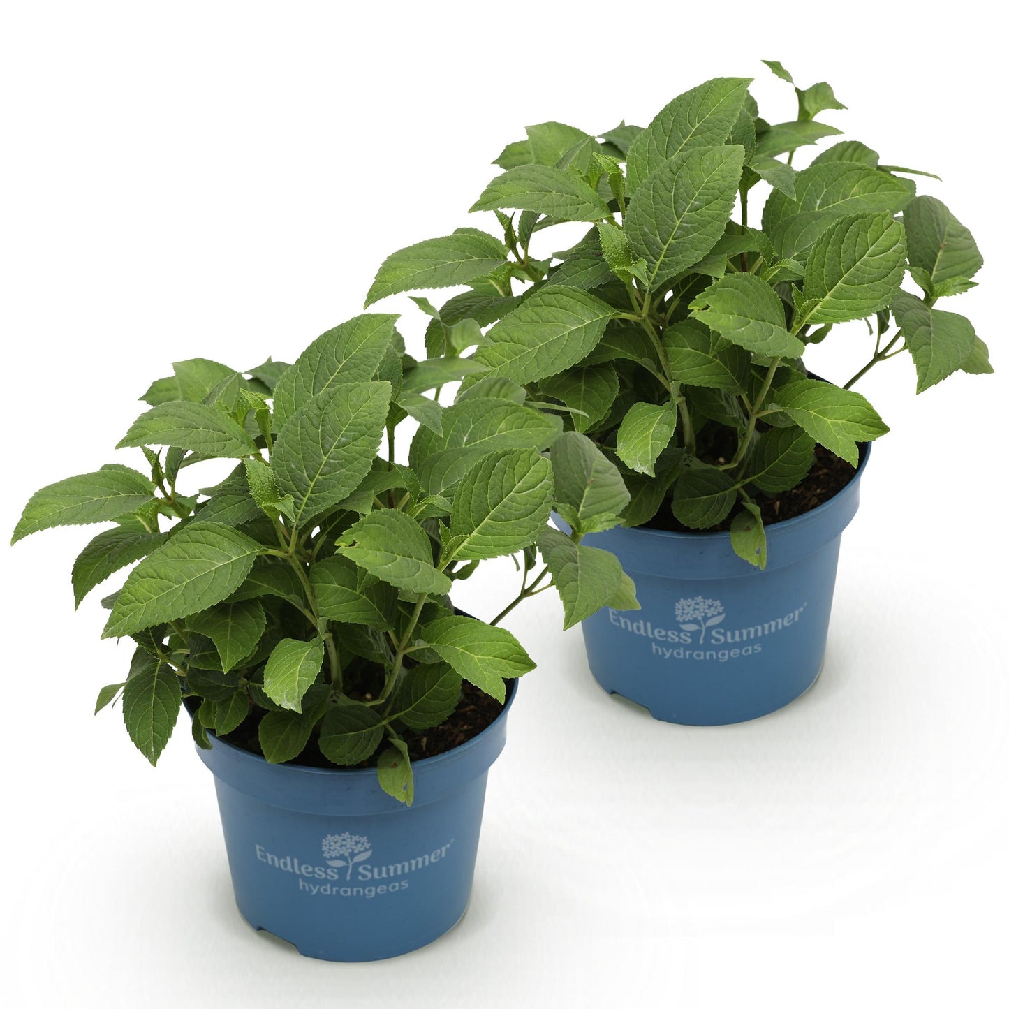 Green boutiQ - Garden Plant - Hydrangea Endless Summer The Original Blue - Hydrangea - Hardy - Blue - 2 Plants - Pot 14cm - Height 20-25cm
