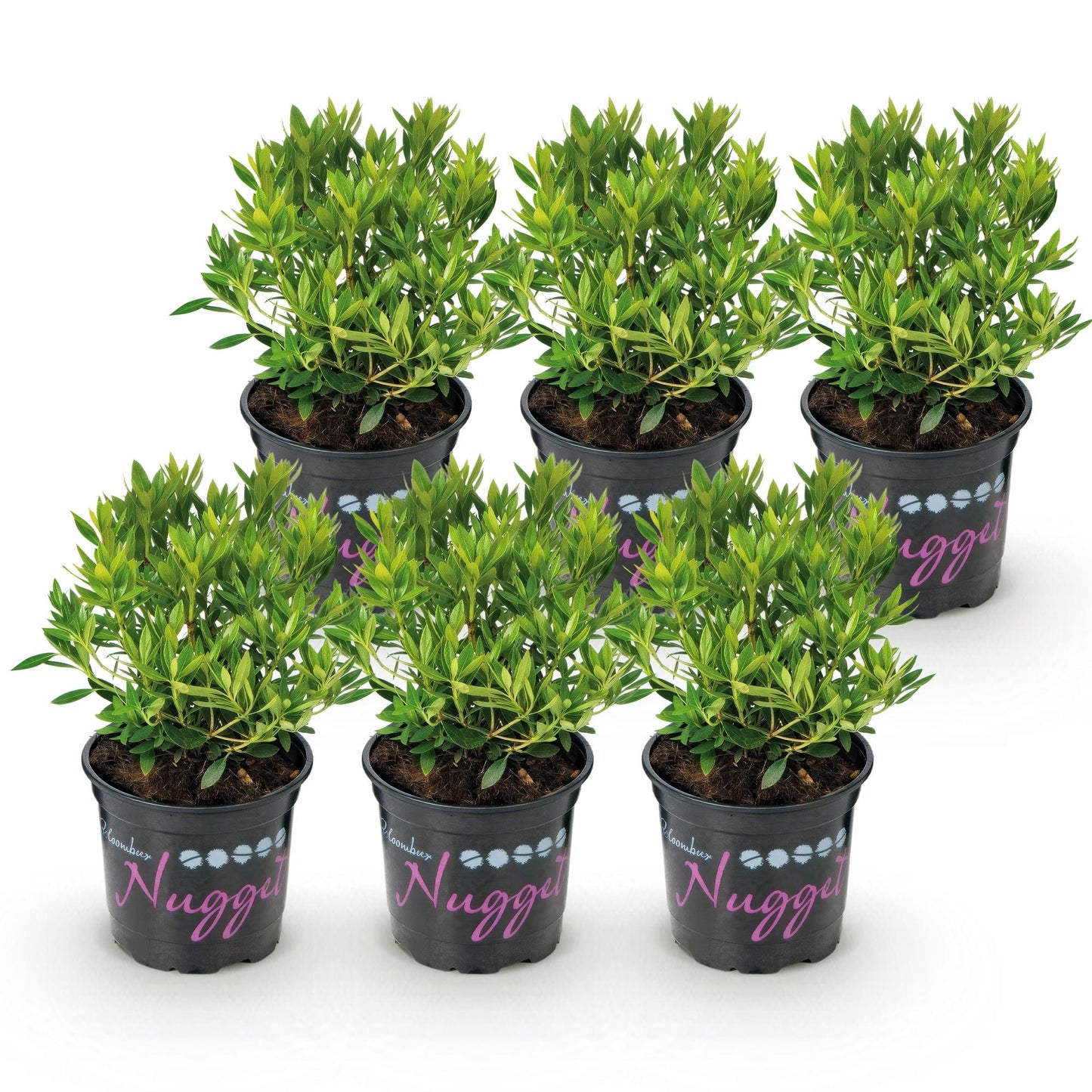Green boutiQ - Dwerg Rhododendron - Rhododendron Bloombux Light Pink - Bloeiende Buxus - Weinig Onderhoud - Licht Roze Bloem - 6 Planten - Pot 10,5cm - Hoogte 20-25cm