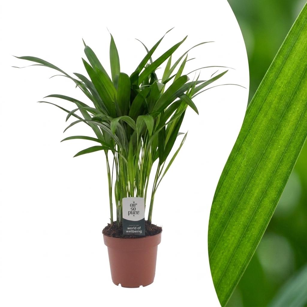 Areca Lutescens - Palma d'oro - 1 Pianta - Vaso 12cm - Altezza - 45cm