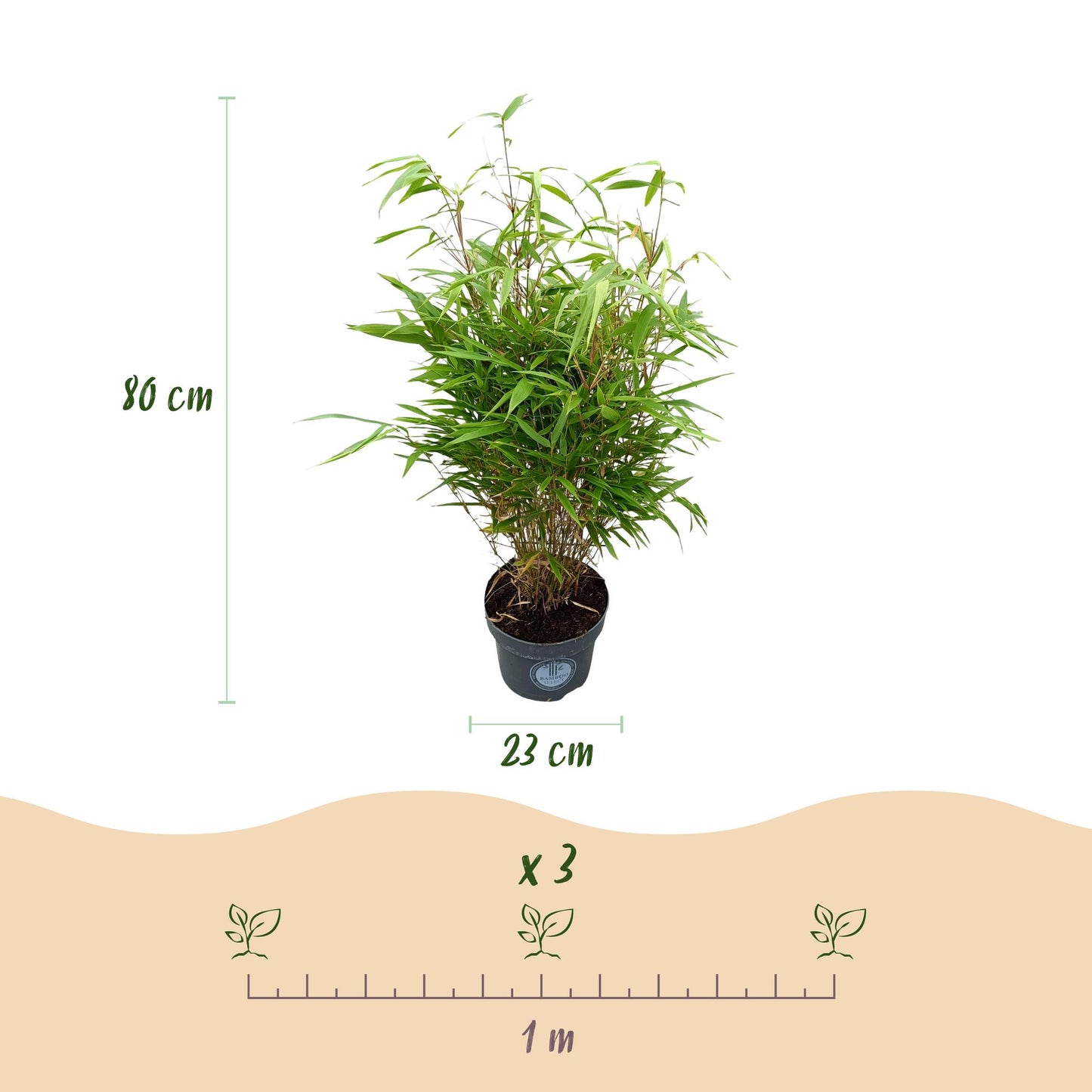 Green boutiQ - Grasses - Fargesia Rufa - Bamboo - Non-Invasive - Green - 1 Plant - Pot 23 cm - Height 80 cm