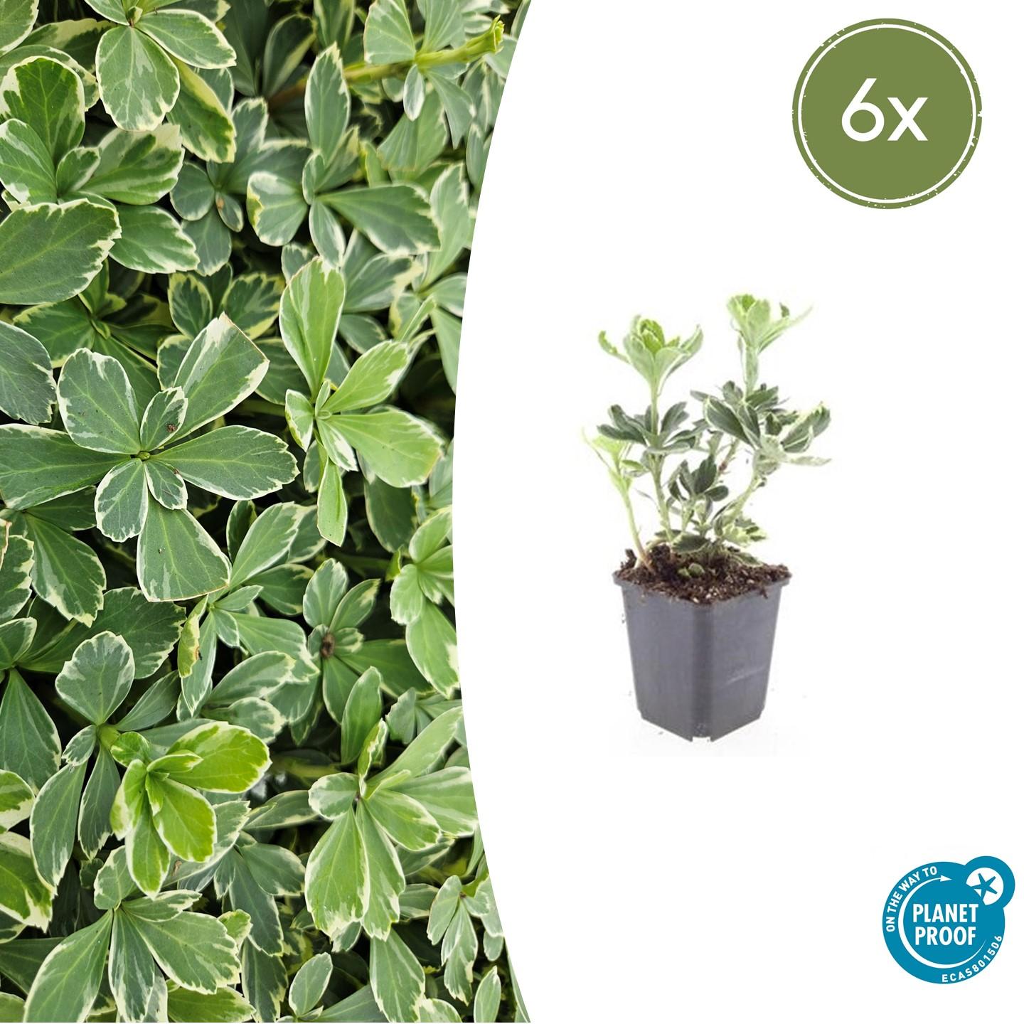 6x termine Pachysandra. 'Variegata' - ↕10-25cm - Ø9cm