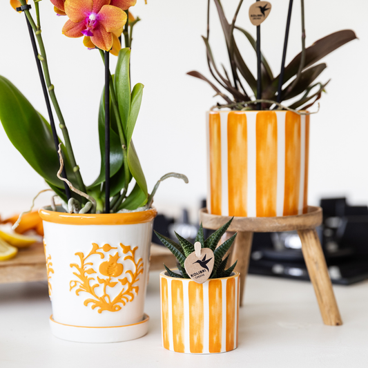 Kolibri Orchids | Orchidea Phalaenopsis Arancione - Giamaica + Vaso a Strisce Dipinte Arancione - Dimensioni del Vaso Ø9cm | Pianta da Appartamento Fiorita - Fresca dal Coltivatore