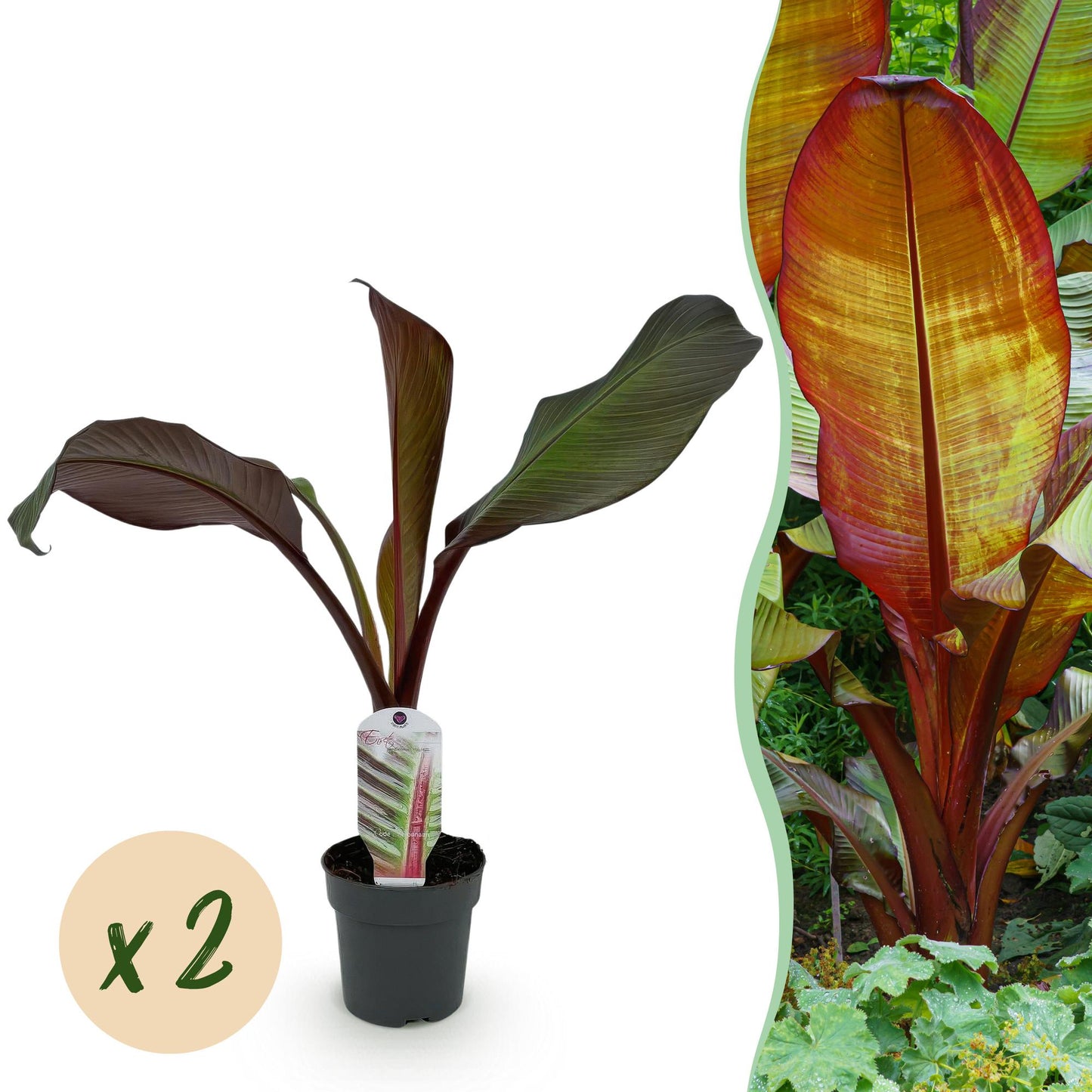 Green boutiQ - Fruitplant - Bananen plant - Ensete ventricosum Maurelli - Winterhard - 2 planten - Pot 12cm Hoogte 30cm