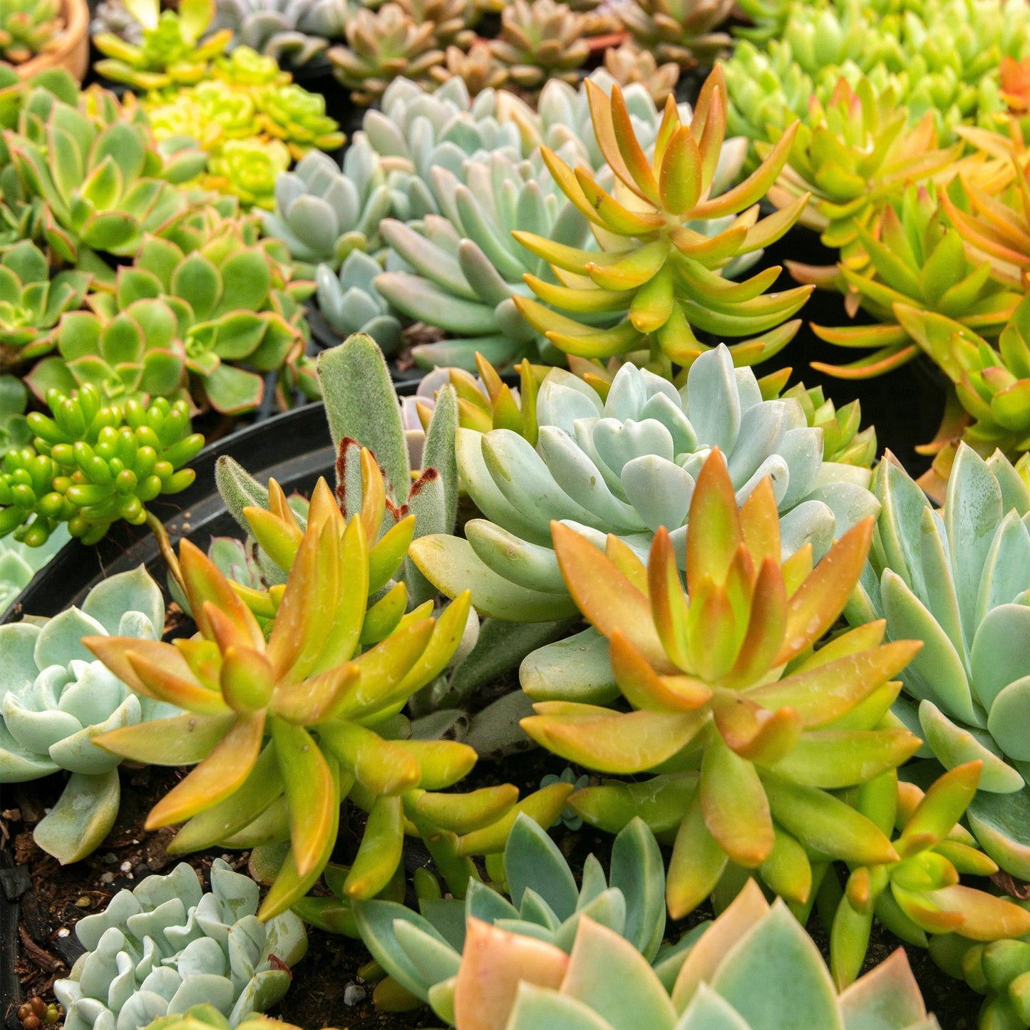Green boutiQ - Ground cover - Winter hardy - Alpine Mix - 8 Plants - Various Colors - Low Maintenance - Pot 14 Height 17