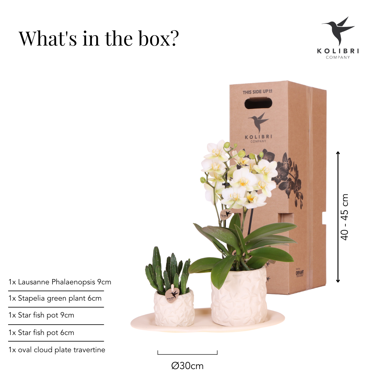 Compagnia di colibrì | Set di piante Star Fish piccolo | Orchidea Phalaenopsis bianca Lausanne e succulente incl. vasi decorativi in ​​ceramica su vassoio biologico bianco