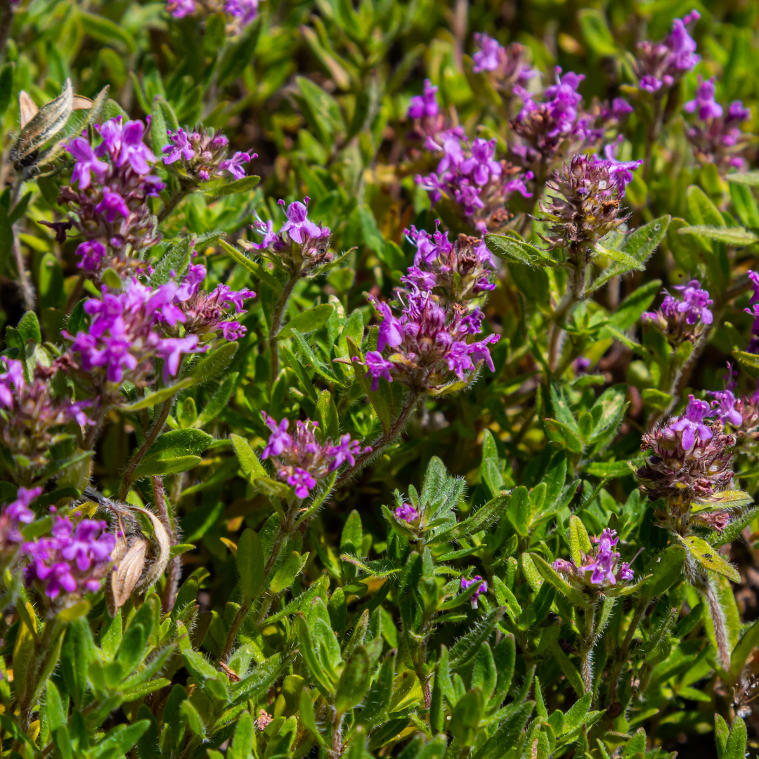 48x Thymus serpyllum – Bodembedekker | Ø9 cm potten | 10–25 cm hoogte