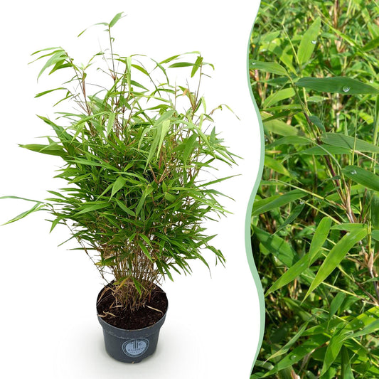 Green boutiQ - Grasses - Fargesia Rufa - Bamboo - Non-Invasive - Green - 1 Plant - Pot 23 cm - Height 80 cm