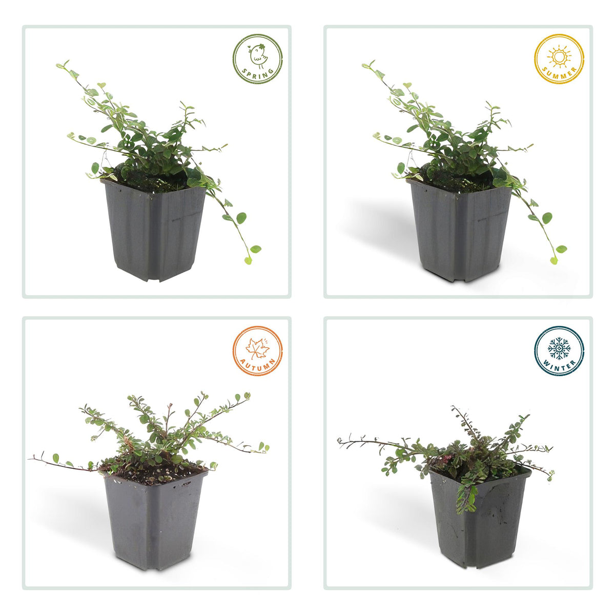 24x Cotoneaster pr. 'Streib's Findling' - ↕10-25cm - Ø9cm