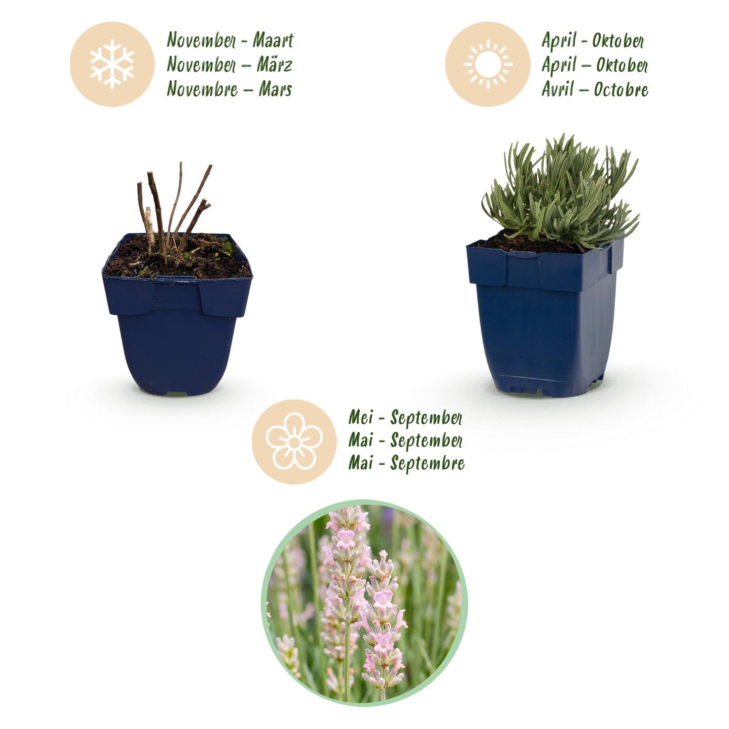 Perennial - Lavandula angustifolia 'Rosea' - Lavender - Fragrant - Pink - 24 Plants - 11cm Pot - 15-25cm Height