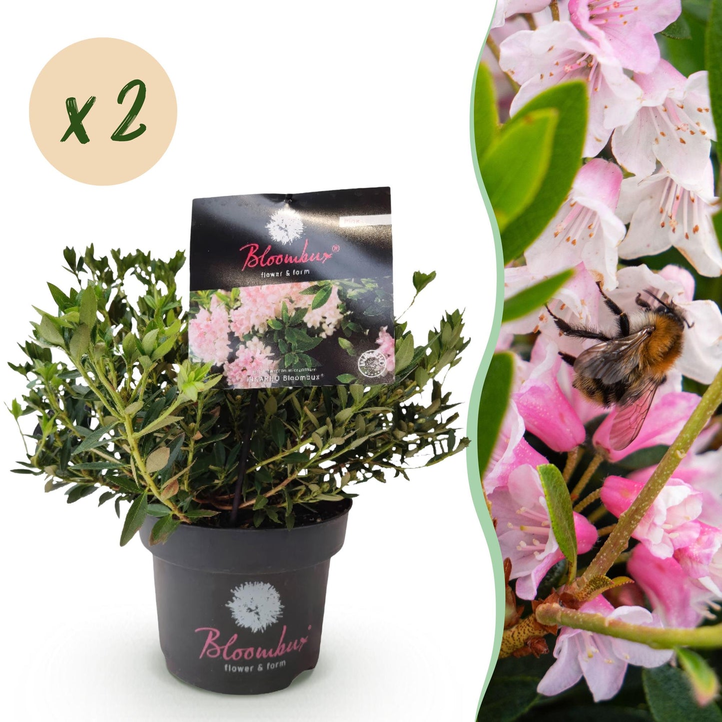 Green boutiQ - Dwarf Rhododendron - Rhododendron Bloombux Light Pink - Flowering Boxwood - Low Maintenance - Light Pink Flower - 2 Plants - 17cm Pot - 30-40cm Height