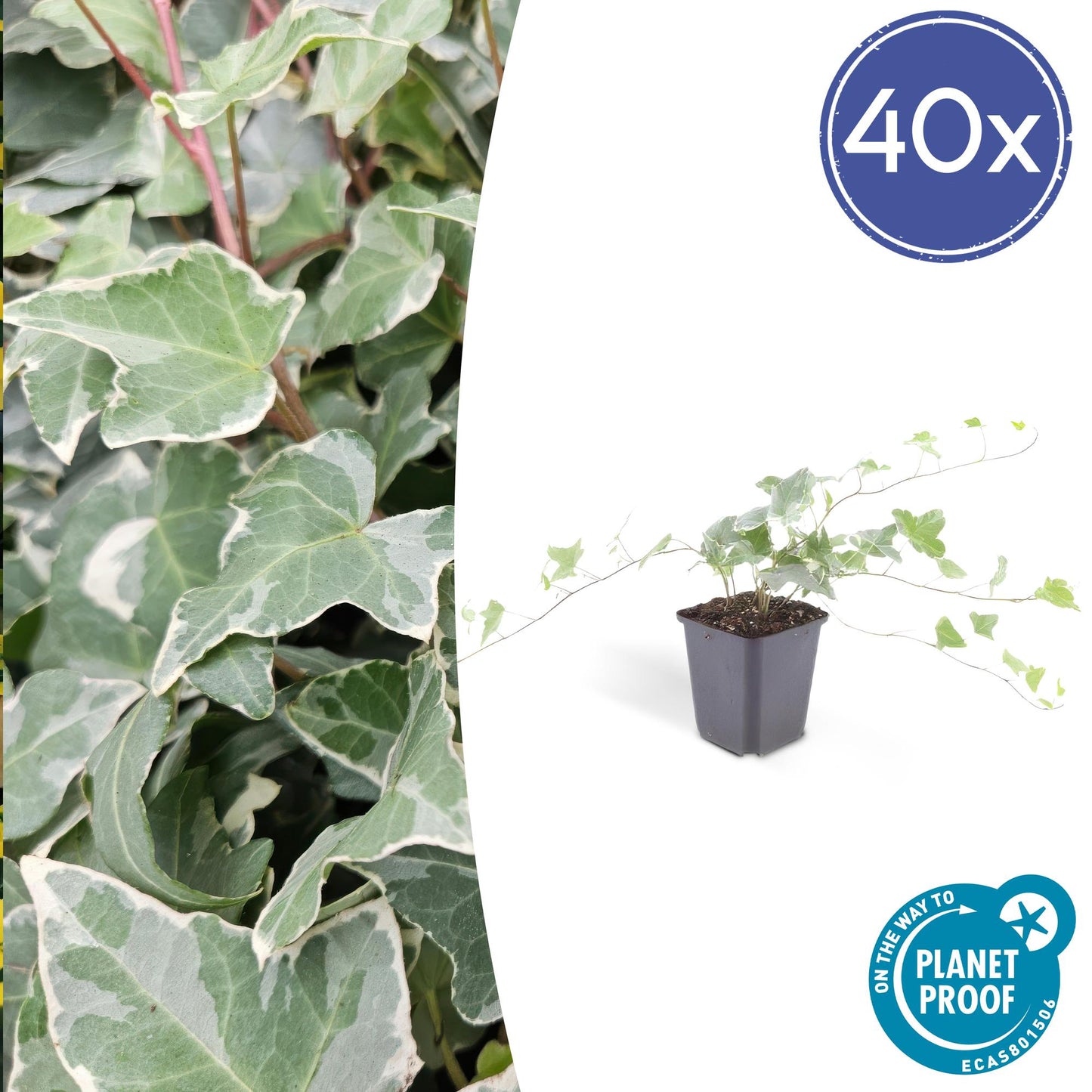 40x Hedera helix 'Ghiacciaio' - ↕10-25cm - Ø9cm