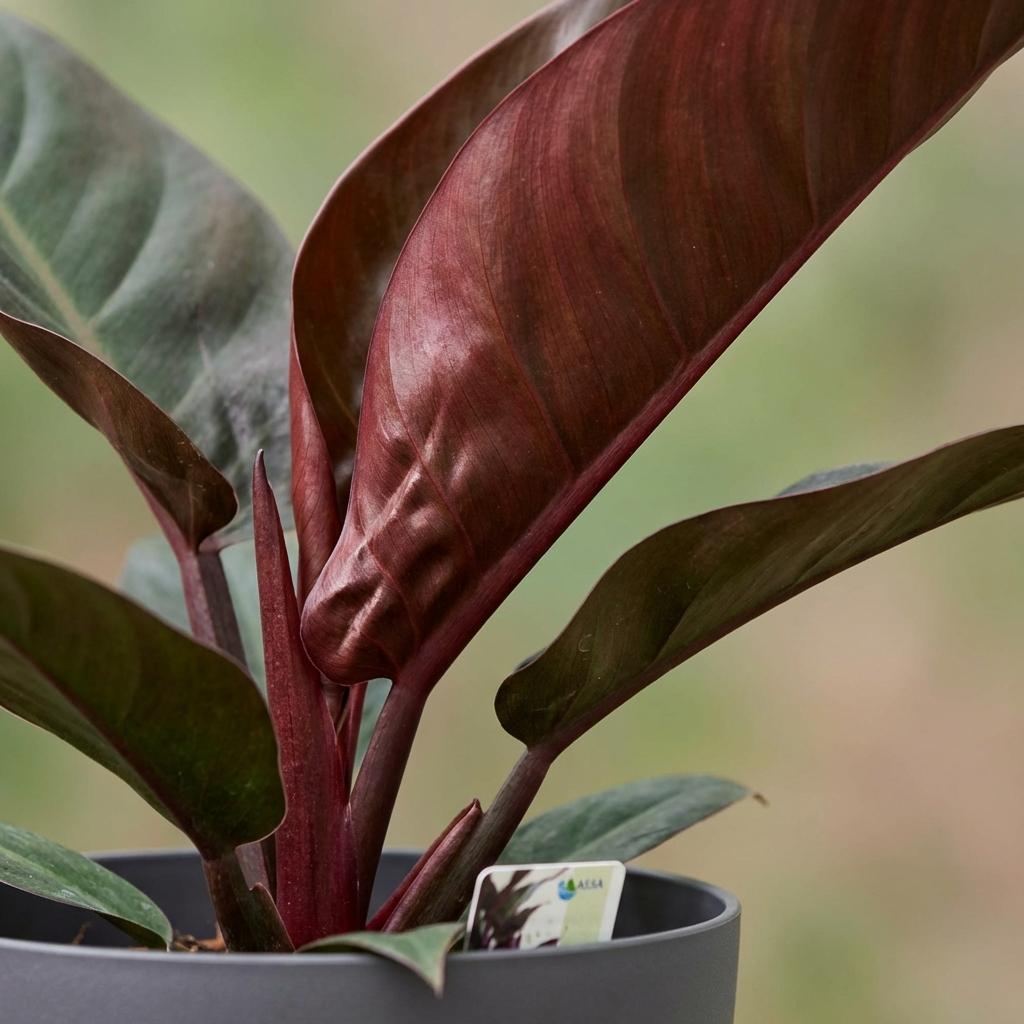 Green boutiQ - Houseplant - Philodendron - Philodendron Imperial Red - Red - Low maintenance - 1 Plant - with Grey Potter - Pot 19cm - Height 60cm