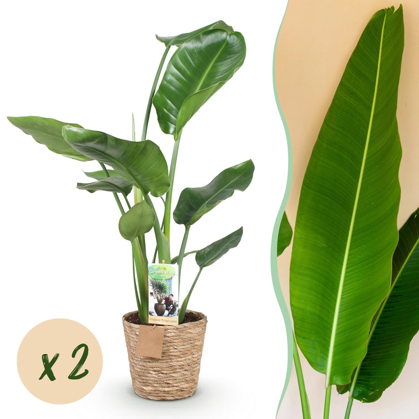 Green boutiQ - Houseplants - Strelitzia Nicolai - Bird of Paradise - Low maintenance - with basket - Green - 2 Plants - Pot 17cm - Height 70-90cm