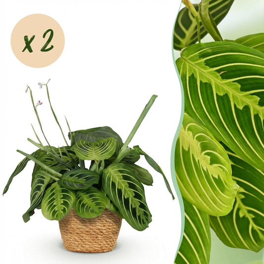 Houseplant - Maranta Fascinator Lemon Lime - Prayer Plant - Pet-Friendly Plant - Green - 2 Plants - with Basket - Pot 12cm - Height 25cm