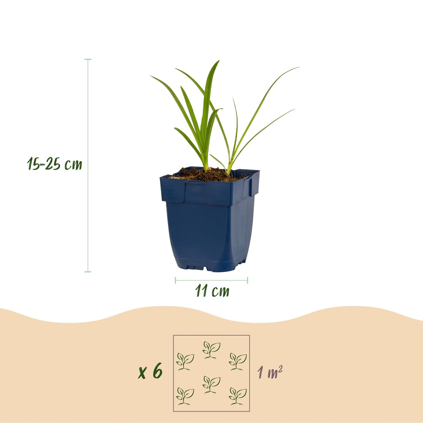 Green boutiQ - Plante vivace - Agapanthus africanus Albus - Lys africain - Attracteurs d'abeilles et de papillons - Blanc - 24 Plantes - Pot 11cm - Hauteur 15-25cm