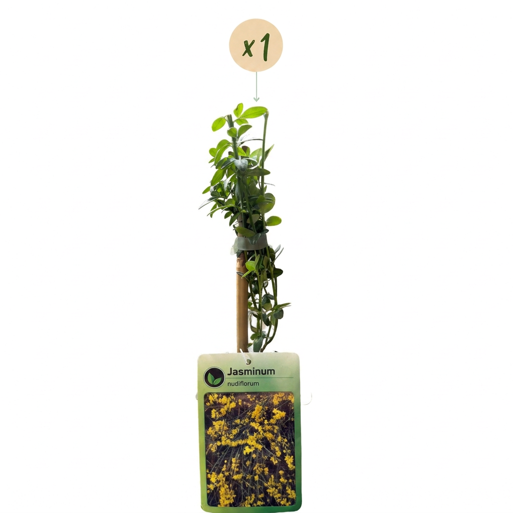 Jasminum nudiflorum - Winter Jasmine - Yellow - Climbing plant - Ø9cm - ↕35cm