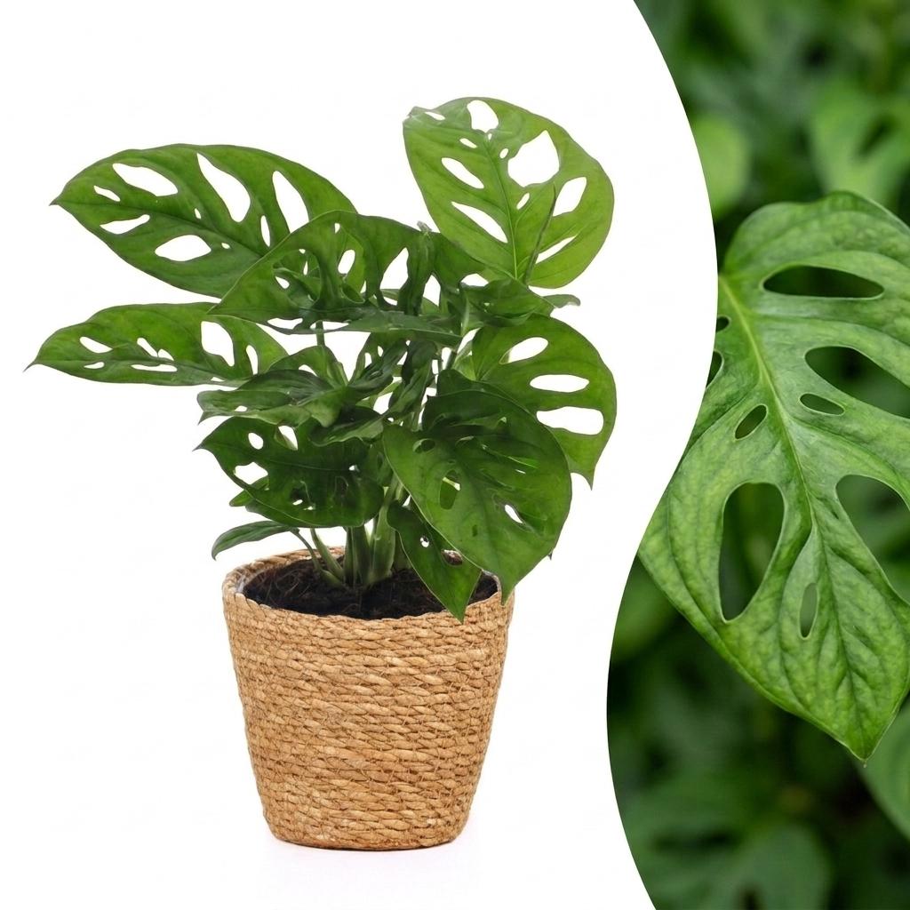 Monstera Adansonii - Rhaphidophora Tetrasperma - 1 Plant - with Basket - Pot 12cm - Height - 25cm
