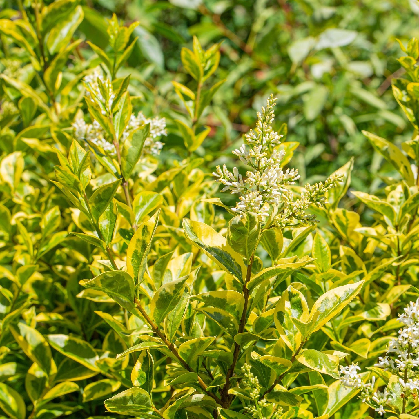 Green boutiQ - 8x Ligustrum ovalifolium Aureum - Variegated Privet - Hedge Plants - Evergreen - Variegated - Pot 9cm - Height 35-45cm