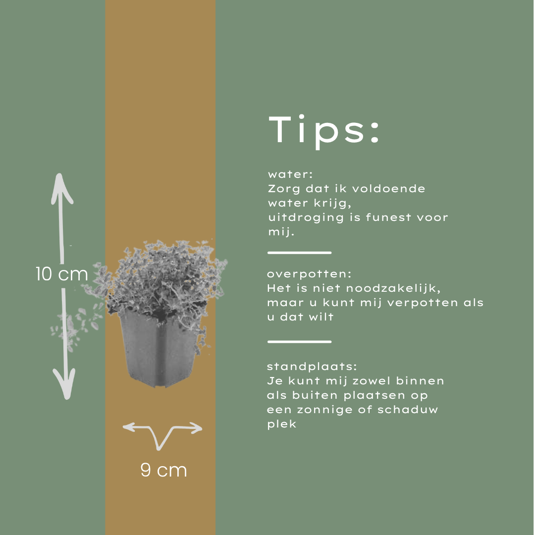 60x Thymus serpyllum – Bodembedekker | Ø9 cm potten | 10–25 cm hoogte