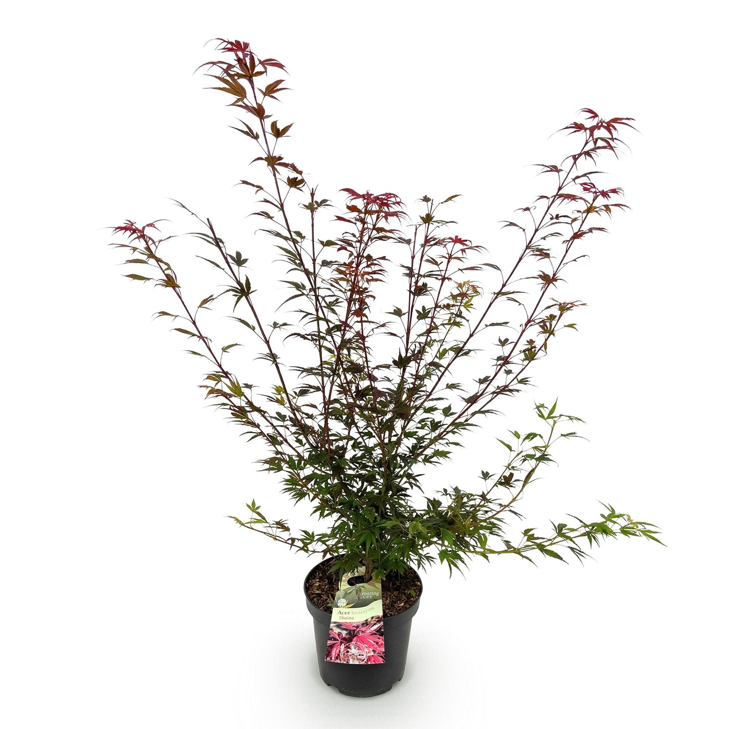 Tuinplant - Acer palmatum Shaina - Japanse Esdoorn - Bladverliezend - Rood - 1 - Pot 26cm - Hoogte 90cm