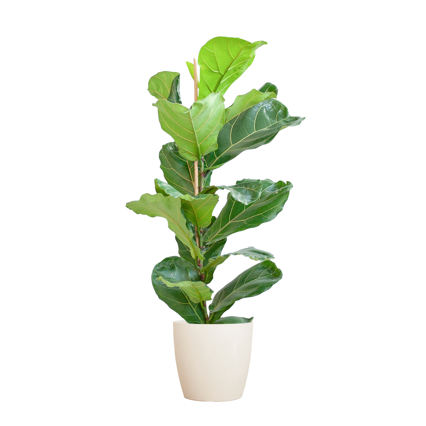 Ficus Lyrata with Potter pot white - 80cm - Ø21