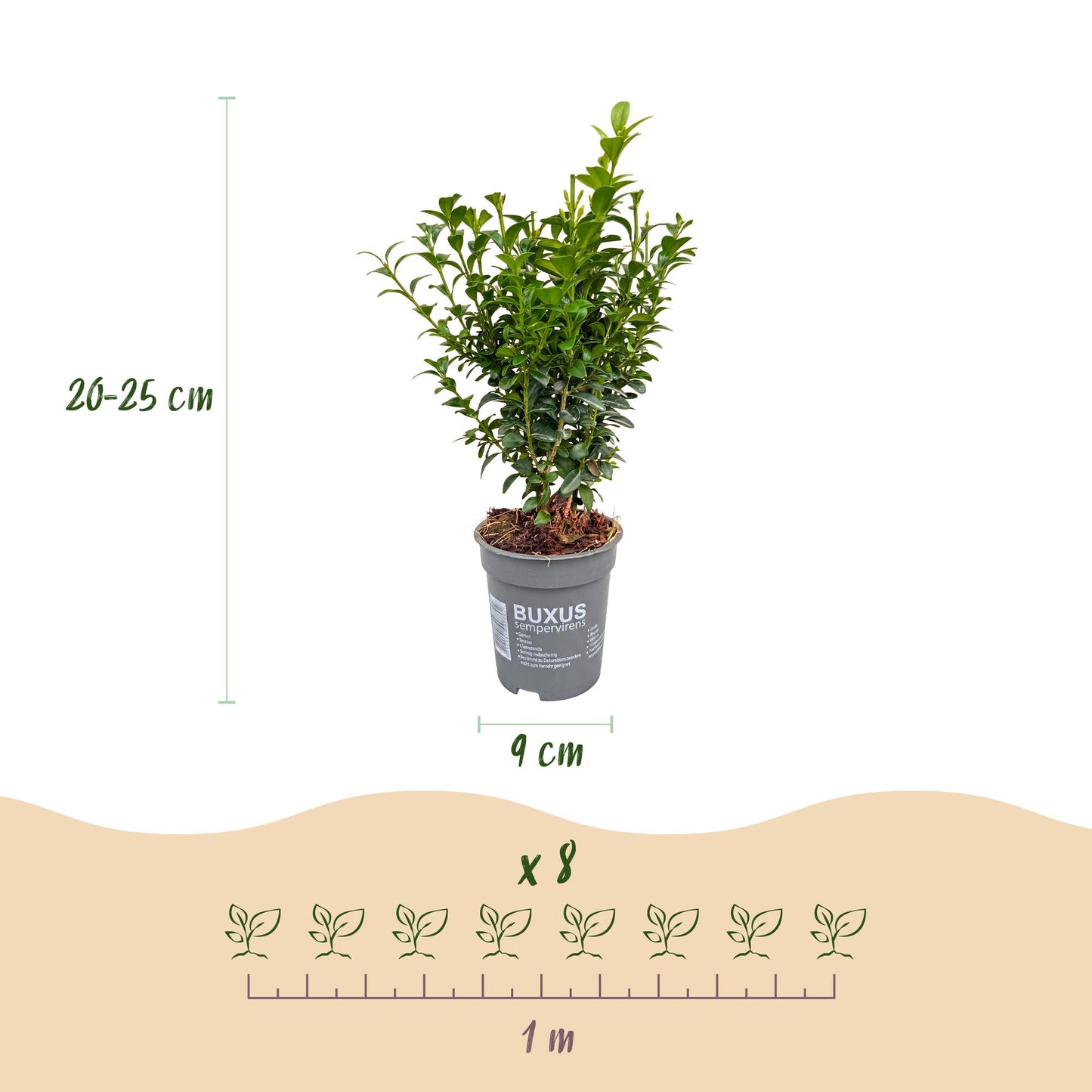 Green boutiQ - 8x Common Boxwood - Palm Tree - Hedge Plants - Evergreen - Green - Pot 9cm - Height 20-25cm