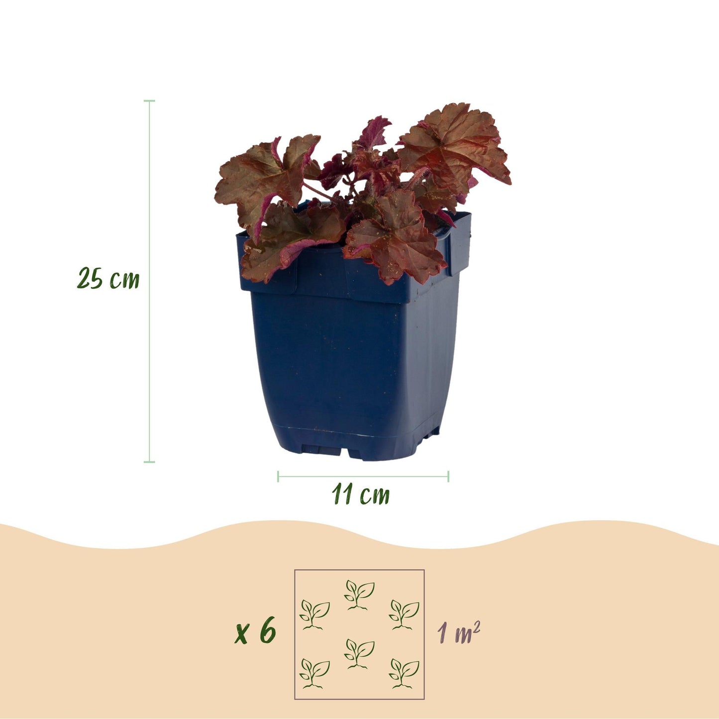 Perennial - Heuchera micr. Palace Purple - Coral Bells - Shade - Purple - 12 Plants - Pot 11cm - Height 15-25cm