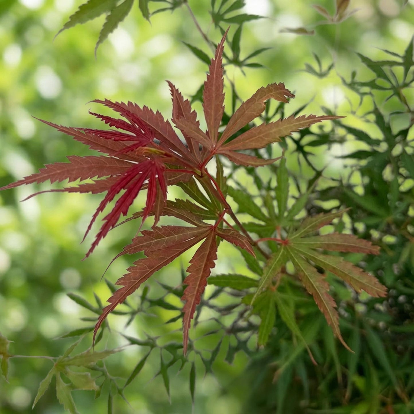 Garden plant - Acer palmatum Jerre Swarts - Japanese Maple - Deciduous - Orange-Red - 1 - Pot 26cm - Height 90cm