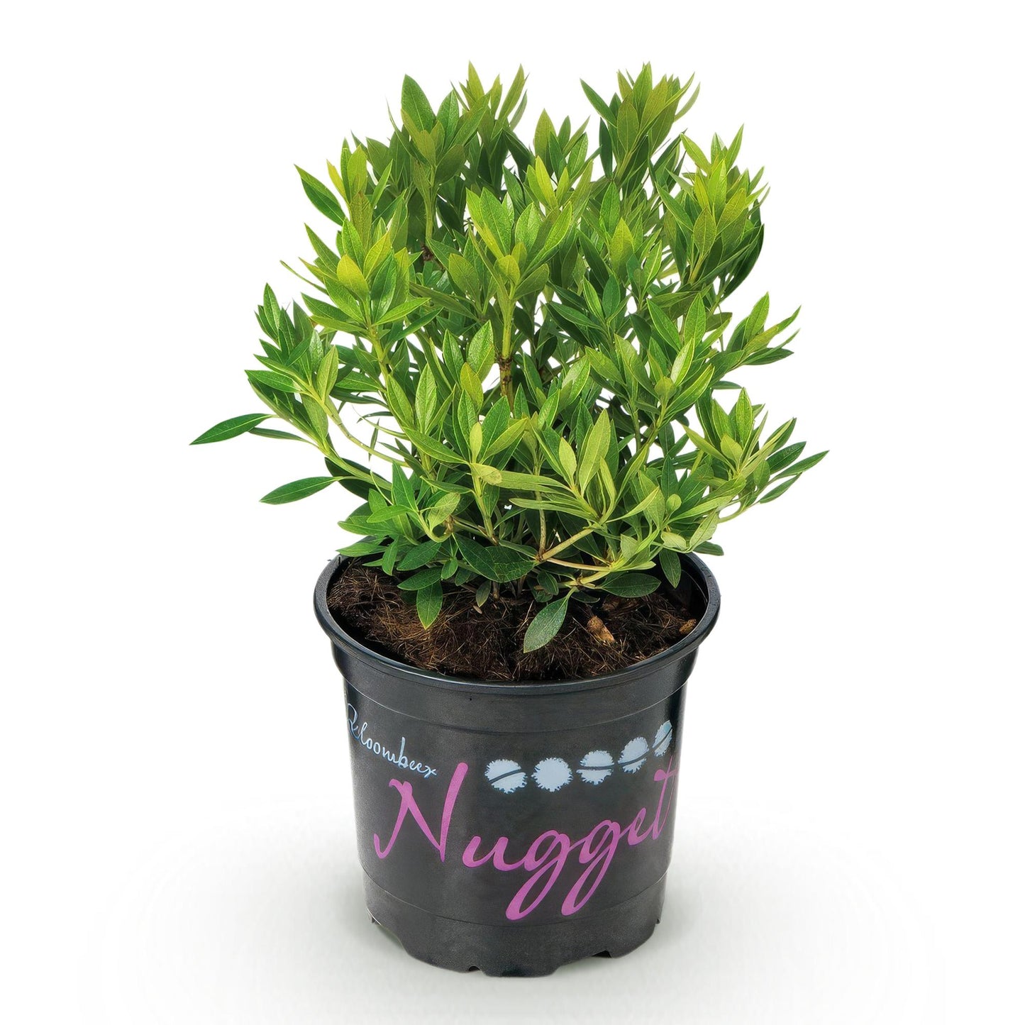 Green boutiQ - Dwerg Rhododendron - Rhododendron Bloombux Light Pink - Bloeiende Buxus - Weinig Onderhoud - Licht Roze Bloem - 1 Plant - Pot 10,5cm - Hoogte 20-25cm