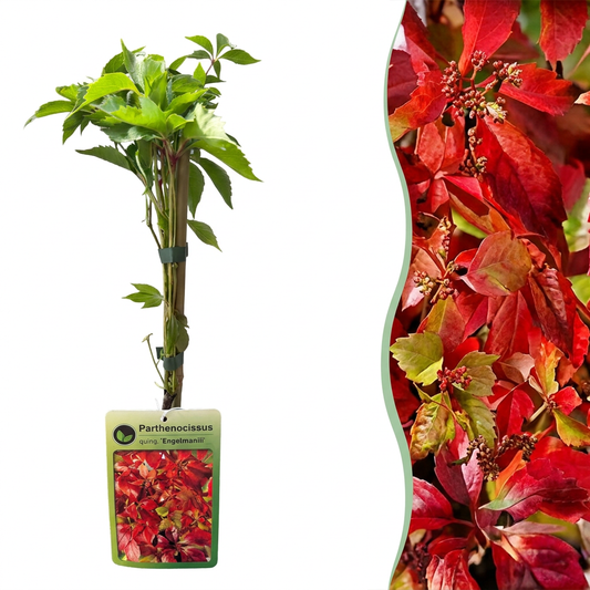 2x Parthenocissus quin. 'Engelmannii' - Vigne vierge d'Engelmann - Jaune - Vert - Grimpante - Ø9cm - ↕35cm