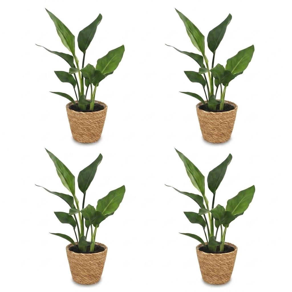 Green boutiQ - Strelitzia Reginea - Bird of Paradise - 4 Plants - with Seagrass Basket - Pot 12cm - Height 35cm