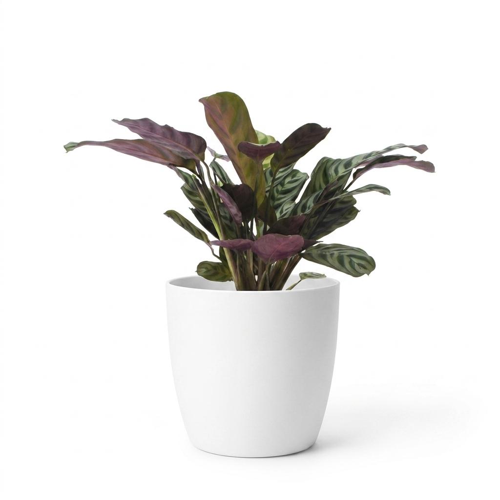 Ctenanthe Burle-Marxii - Fishbone Prayer Plant - 1 Plant - with White Pot - Pot 12cm - Height 30cm