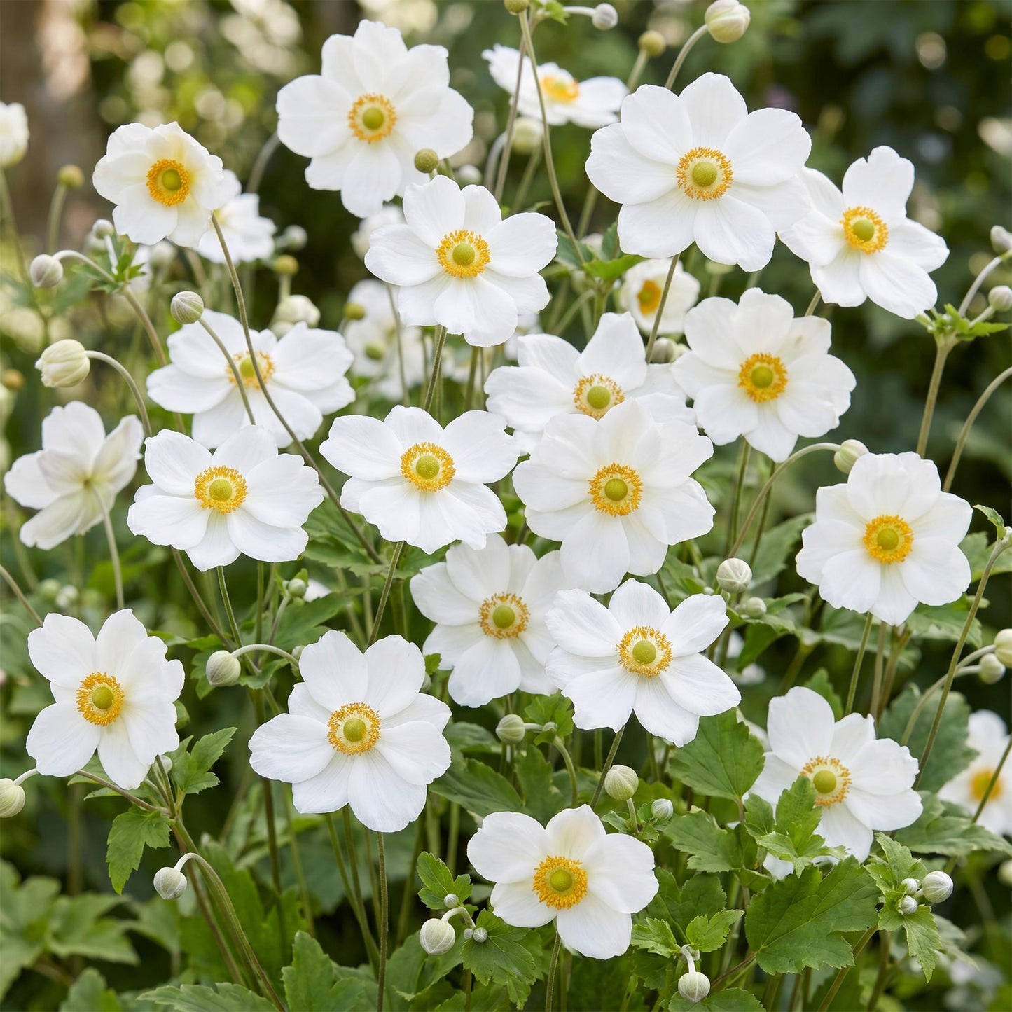 Vasteplant - Anemone hybr. Hon. Jobert - Herfst Anemoon - Schaduw - Wit - 3 Planten - Pot 11cm - Hoogte 15-25cm