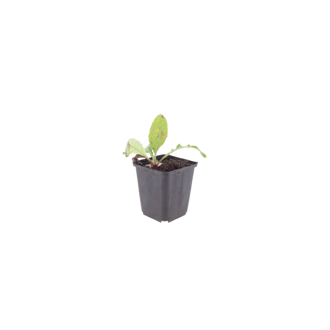 6x Echinops ritro - ↕10-25cm - Ø9cm