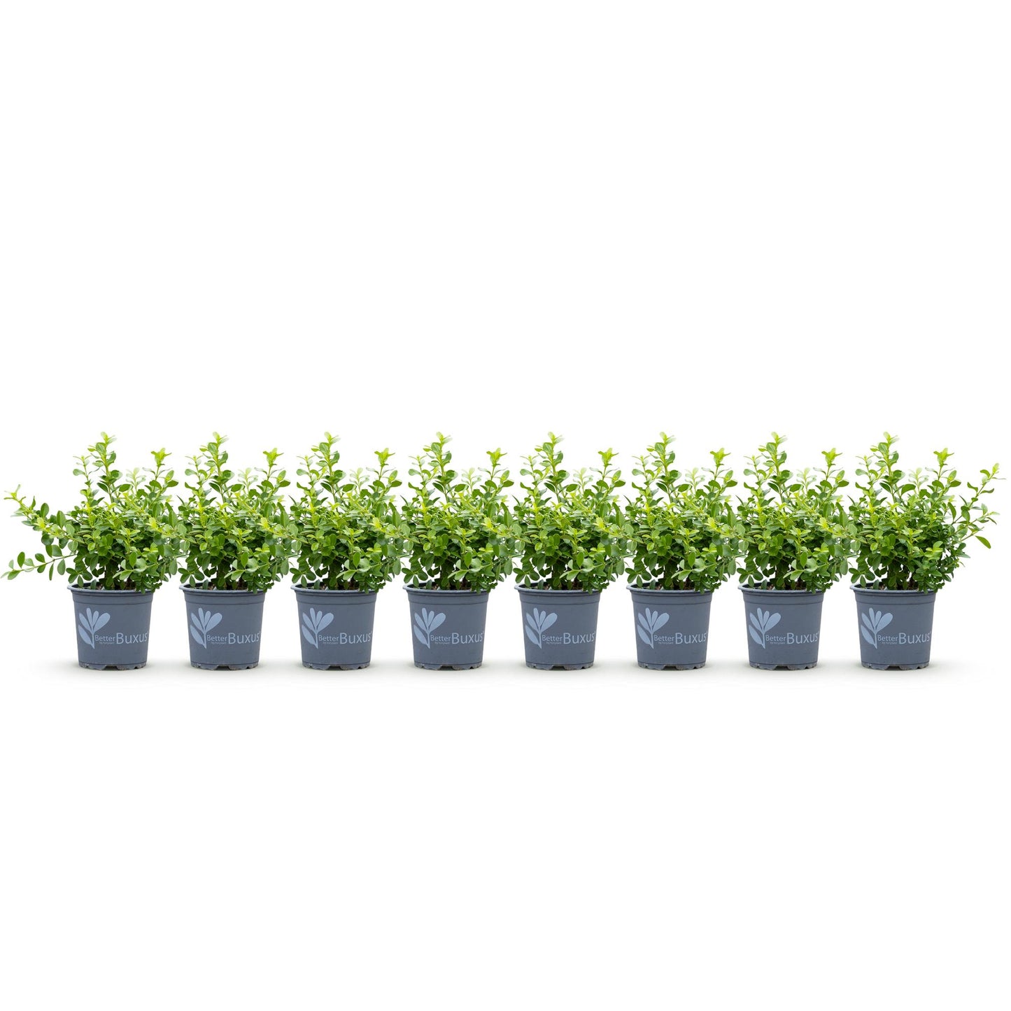 Green boutiQ - Buxus Hedge - BetterBuxus Babylon Beauty - Resistant to Buxus blight - 8 plants - 1 linear meter - pot 9cm height 20-25