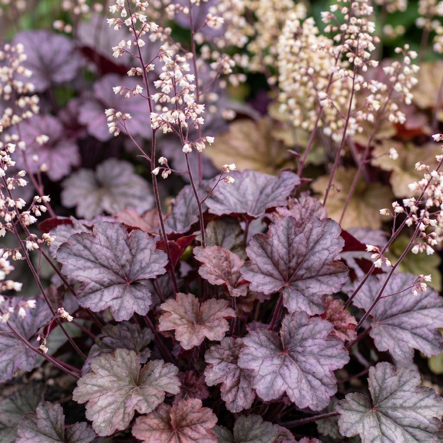 Perennial - Heuchera micr. Palace Purple - Coral Bells - Shade - Purple - 12 Plants - Pot 11cm - Height 15-25cm