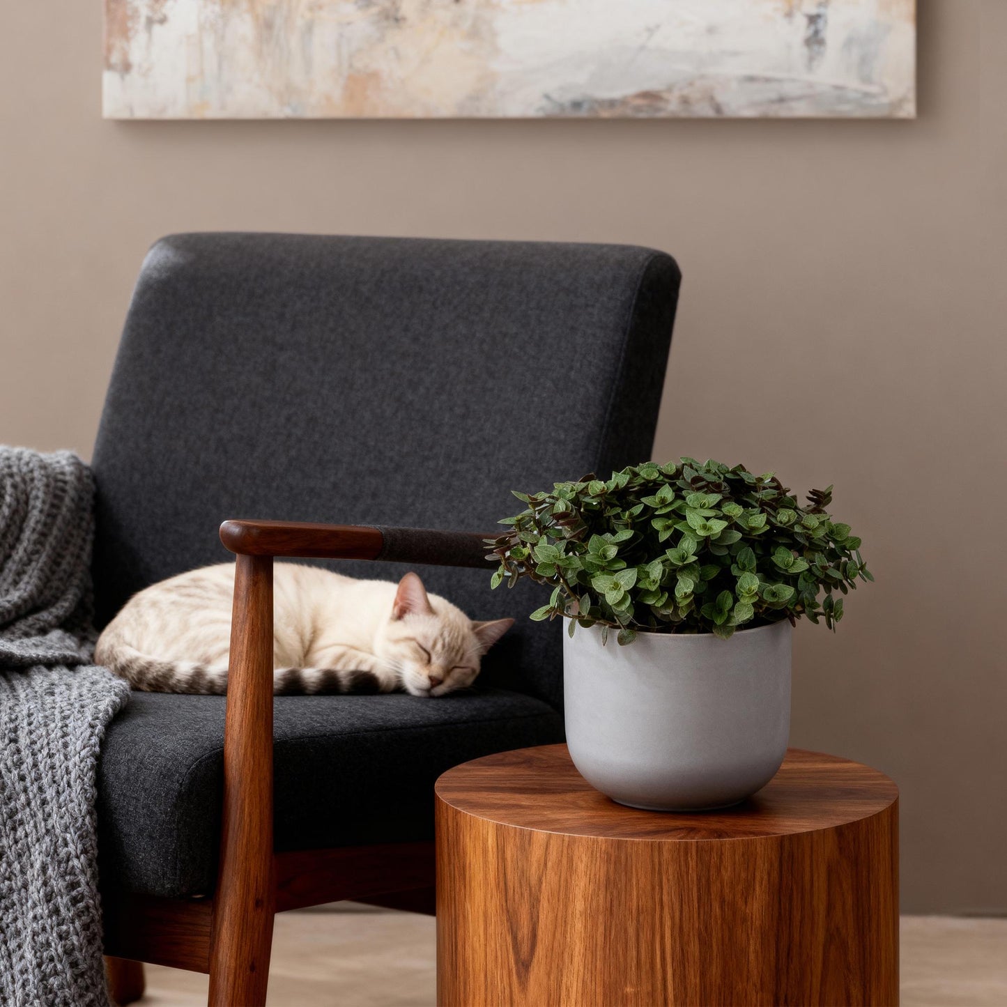 Green boutiQ - Kamerplant - Calissia repens - Kattengras - Huisdiervriendelijk - Groen - 4 Planten - Pot 12cm - Hoogte 17-20cm