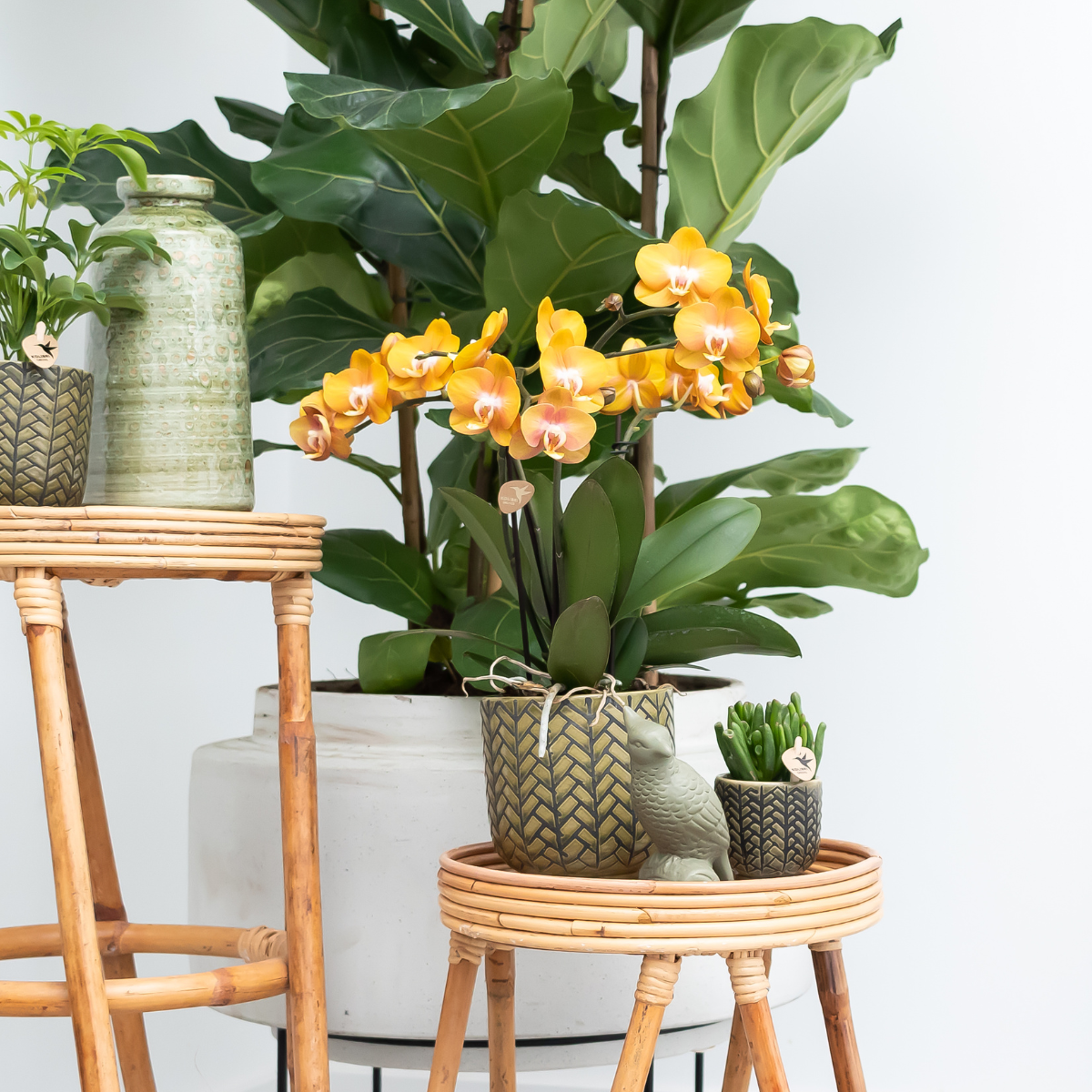 Hummingbird Orchids | COMBI DEAL of 4 Phalaenopsis orchids - Las Vegas - pot size Ø12cm | flowering houseplant - fresh from the grower 