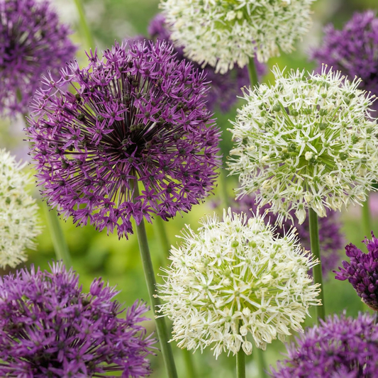 120x Allium Purple - White Mix - Ornamental onion purple-white mix - Purple and White - Summer flowering - Bulb size 10/12