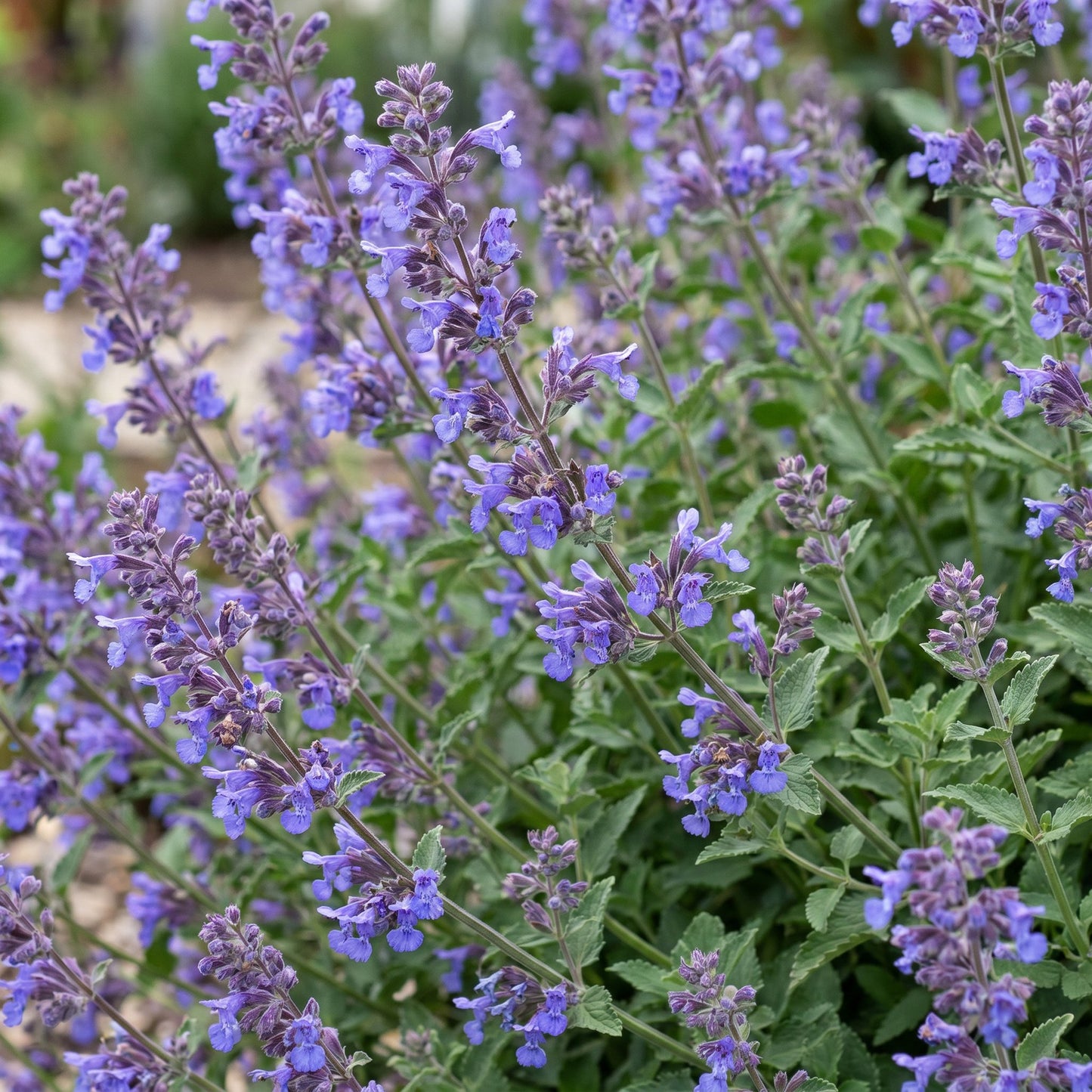 Pianta perenne - Nepeta faassenii 'Six Hills Giant' - Erba gatta - Attira api e farfalle - Viola - 1 pianta - Vaso 11cm - Altezza 15-25cm