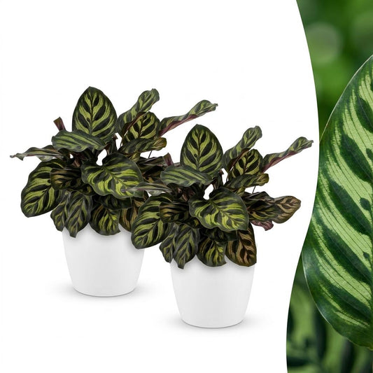 Calathea Makoyana - Peacock Plant - 2 Plants - with White Pot - Pot 12cm - Height - 25cm