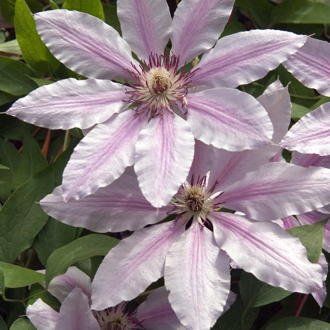 3x Clematis ‘Hagley Hybrid’ – P9 pot – prachtige roze bloeiende klimplant