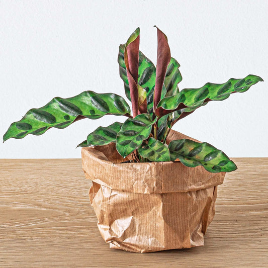 Pacchetto terrario con piante Calathea Lancifolia - Pacchetto di ricarica e avvio - Fai da te