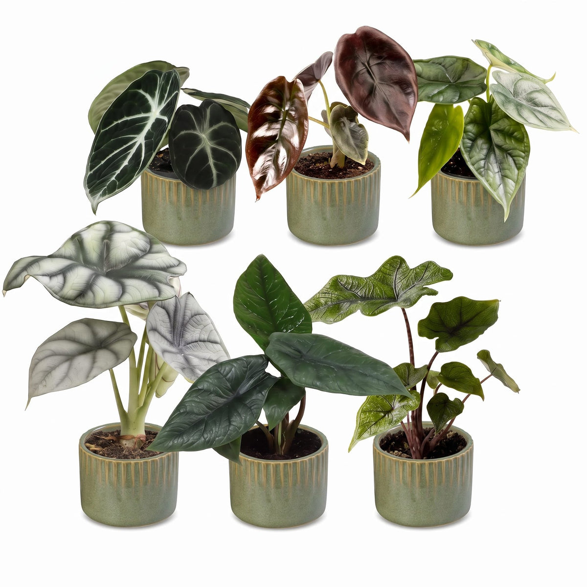 6x Baby Alocasia Familie - Rood - Groen - Zwart - Zilver - Grijs - Tropisch - incl. Linnea Olive - Ø6cm - ↕12cm